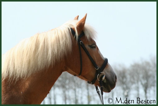 Foto 7 M. den Besten